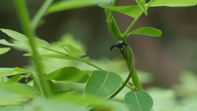 Strang treehoppe on branch in Thailand.