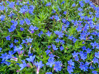 Carpet of Sapphire: A Close-Up of Lithodora Diffusa in Bloom