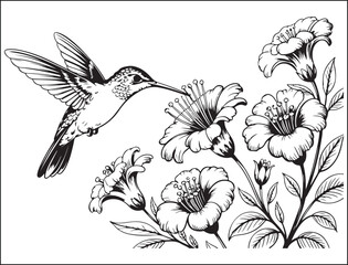 Hummingbird flying near flowers in black and white illustration style