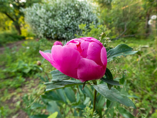 Vibrant Pink Peony Bud Preparing to Bloom in Garden