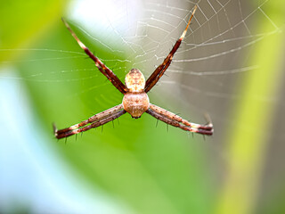 Close up of banana spider (Argiope appensa)