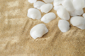Sand and sea shells beach theme background. Beautiful Sea Shells on Sandy Beach Shore. Close-up of seashells.