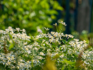 Abundant White Sweet Autumn Clematis in Lush Garden