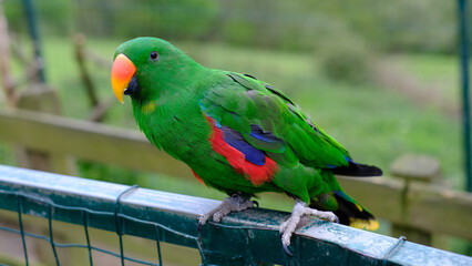 Close-up of a vibrant male Eclectus parrot perched on a metal fence