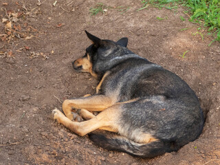 Relaxed Dog Resting in a Cool Dirt Spot