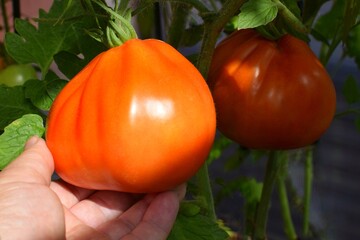 A woman picks a ripe large tomato in a greenhouse