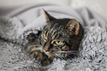 A striped, sick cat under a blanket. Attention and care for a sick animal.