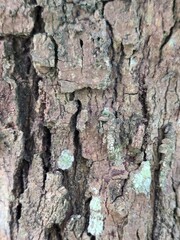 old tree trunk for nature photo background