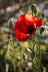 Vibrant Red Poppy Flower in Sunlight with Buds in Soft Focus