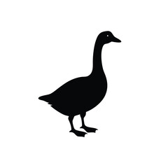 duck isolated on white