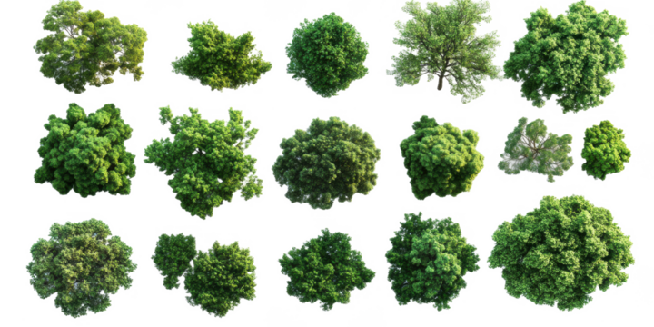 Big green trees png tall trees png forest png nature png leafy trees png summer trees png healthy trees png natural trees png outdoor trees png transparent background image