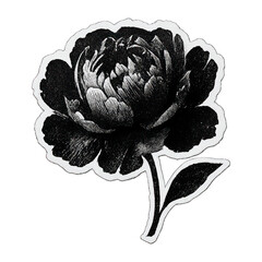 Fototapeta premium PNG Vintage floral black illustration