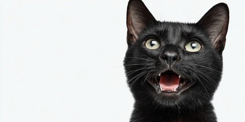 A close-up of a cat with a joyful expression, eyes closed and mouth slightly open as if smiling, set against a clean white background