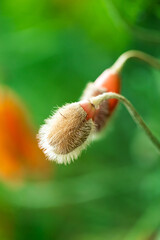 unblown poppy flower head close up with beautiful field background