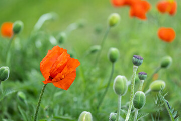 field with blooming poppies. bright red poppies, wild flowers