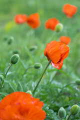 vertical image of a field with blooming poppies. bright red poppies, wild flowers