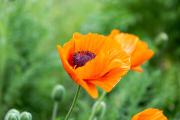 field with blooming poppies. bright red poppies, wild flowers