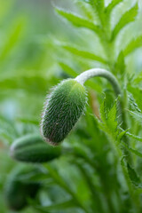 unblown poppy flower head close up with beautiful field background . macro photo of poppy flower heads on field background