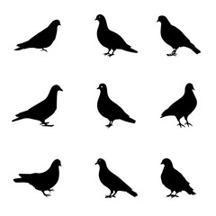 black and white bird 37