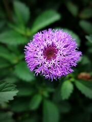 pink flower of a thistle