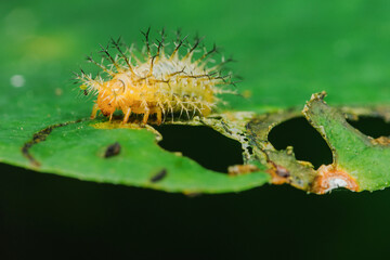 Spiky caterpillar crawling on partially eaten green leaf