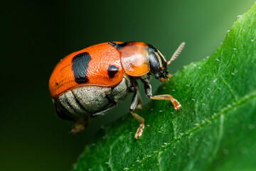 Clytra laeviuscula beetle exploring green leaf in nature macro photography