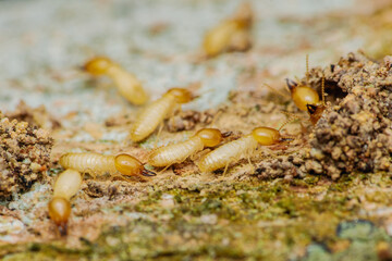 Termites are destroying wood in a close-up macro shot