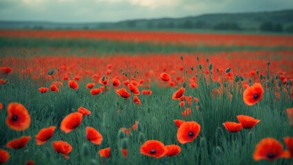 Obraz premium Scenic Green Landscape with Blooming Red Poppies in Cornwall