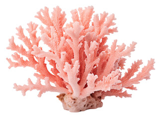 Isolated pale pink coral structure with branching formations on a white studio background close up view