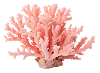 Isolated pale pink coral structure with branching formations on a white studio background close up view