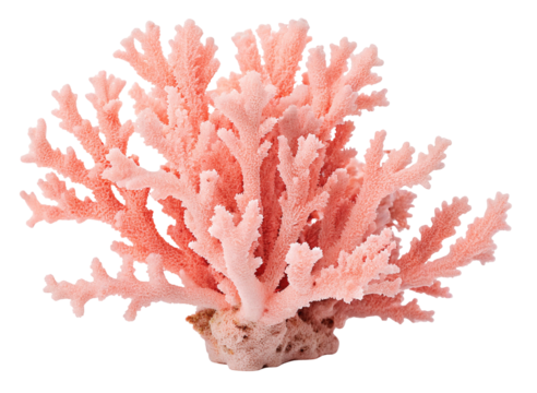 Isolated pale pink coral structure with branching formations on a white studio background close up view