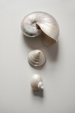Shell