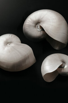 Shell