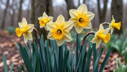 Fototapeta premium A vibrant yellow daffodil blooming in a peaceful forest setting during spring, showcasing natural beauty, growth, and floral colors.