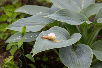 Close-up of a snail on a leaf. Selective focus