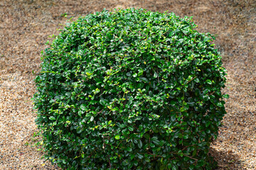 The Round Shape of Fukien Tea or Variegated Carmona (Ehretia microphylla Lam) in the tropical garden