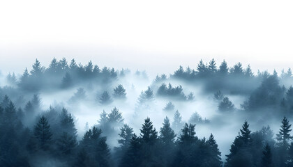 Exotic foggy forest. Jungle panorama, forest oasis. Foggy dark forest. Natural forest landscape