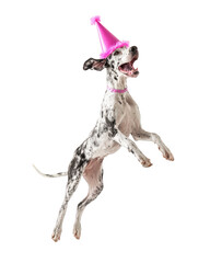 Lively Great Dane wearing pink party hat jumps excitedly, showcasing its playful spirit and joy. This energetic moment captures essence of celebration and fun