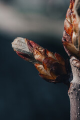 Macro photo of a horse chestnut bud (Aesculus hippocastanum) in early spring, showing detailed bud scales and fine trichomes under natural light with a dark, blurred background.