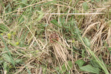 The frog is sitting in the grass