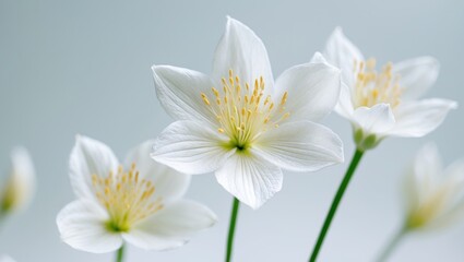 White jasmine flower PNG isolated on background