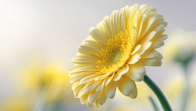 Vibrant spring floral background with yellow daisy petals and natural texture