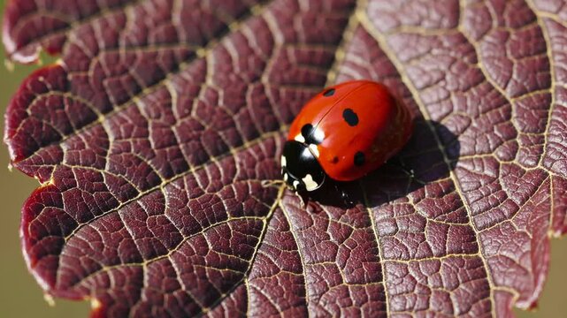 Vibrant ladybug crawling across textured red leaf surface, revealing intricate details of delicate wildlife interaction in natural garden environment