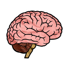 Cartoon Human Brain Illustration with Crumpled Paper Texture– Medical and Educational Clipart on Transparent Background