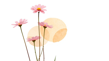 Delicate pink cosmos flowers watercolor background