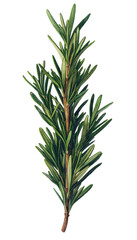 Fototapeta premium Rosemary sprig isolated on transparent background. PNG