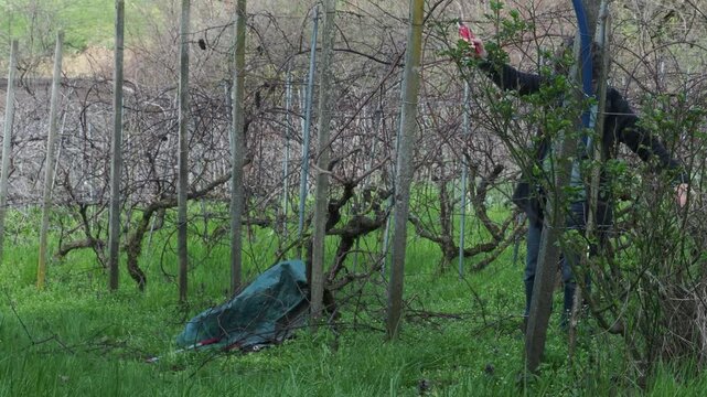 Caucasian fit woman farmer prune upper grapevine canes in a dormant vineyard, standing next to green garden sack filled with branches, real time, static frame, seasonal agricultural work
