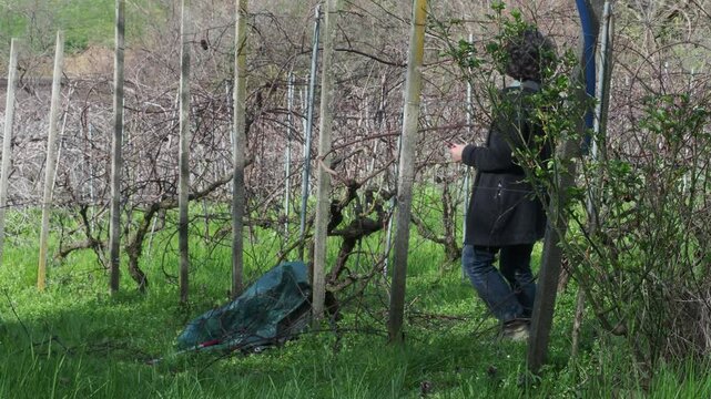 female farmer works in a dormant vineyard near Castell&rsquo;Arquato, Piacenza, pruning grapevine canes beside a green garden sack, surrounded by bare rows and hills, real time, wide static camera view