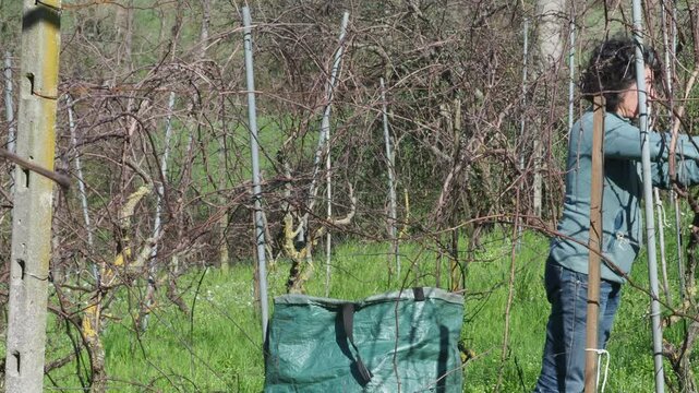 Strong independent caucasian Italian farmer prunes vines during late winter dormancy among bare rows in Martani hills, preserving tradition and quality grape production under soft seasonal light