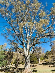 Fototapeta premium big tree